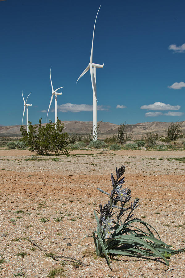Desert Photograph - Lily and Turbines by Jurgen Lorenzen