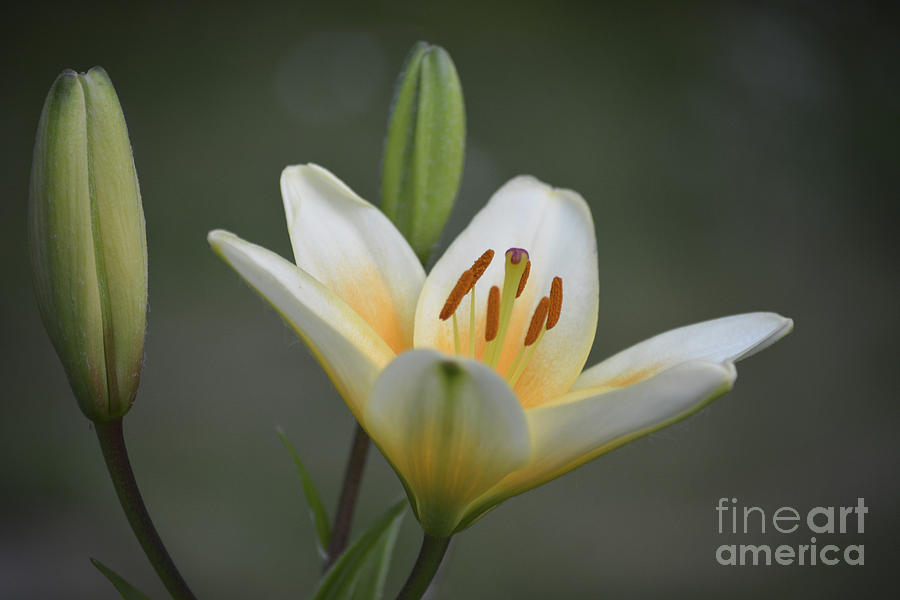 Lily at Dusk Photograph by Forest Floor Photography