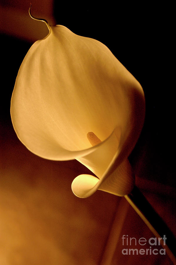 Lily Flower Backlit Photograph by Gunther Allen