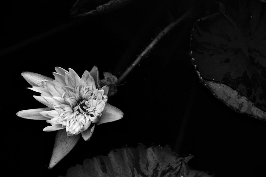 Lily black and white Photograph by Denise Newman - Pixels