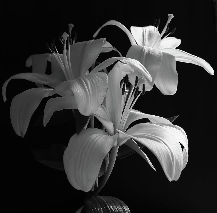 Lily Black And White Photograph