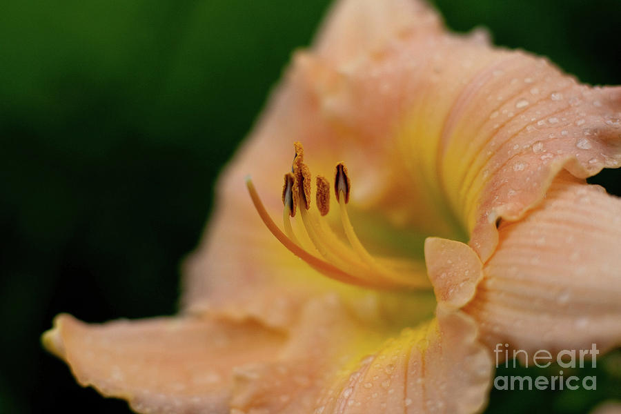 Lily Photograph - Lily bloom profile by Alan Look