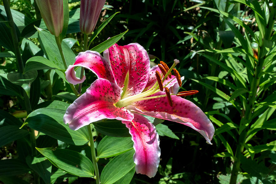 Lily Blossom Photograph by Sherman Perry