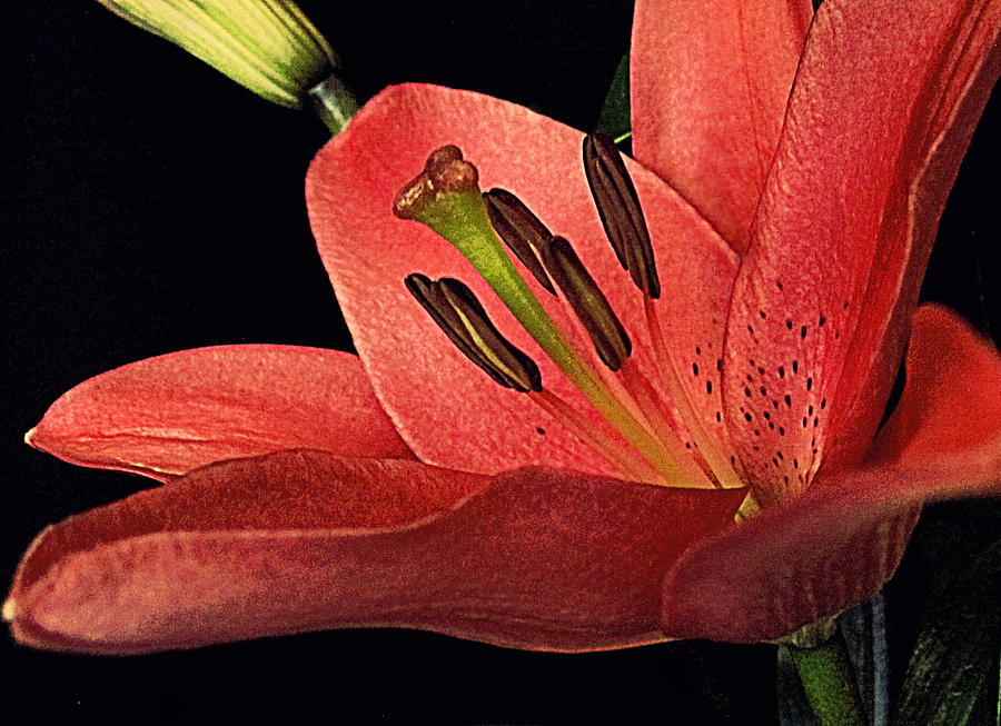 Flower Photograph - Lily by Bonita Brandt