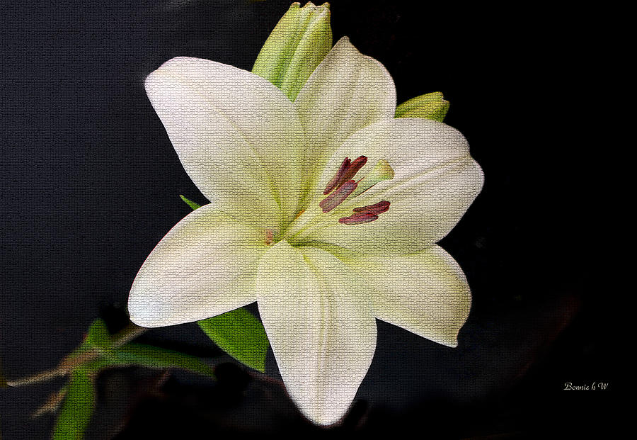 Lily Photograph - Lily by Bonnie Willis