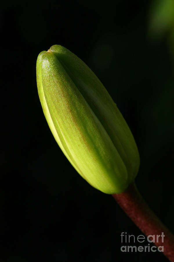 Lily Bud Photograph by Steve Augustin
