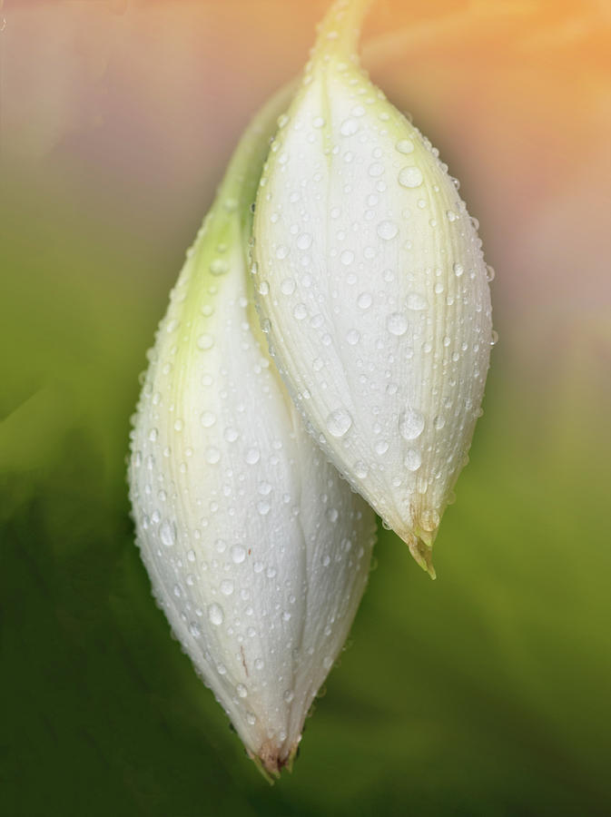 Lily buds Photograph by Carolyn DAlessandro