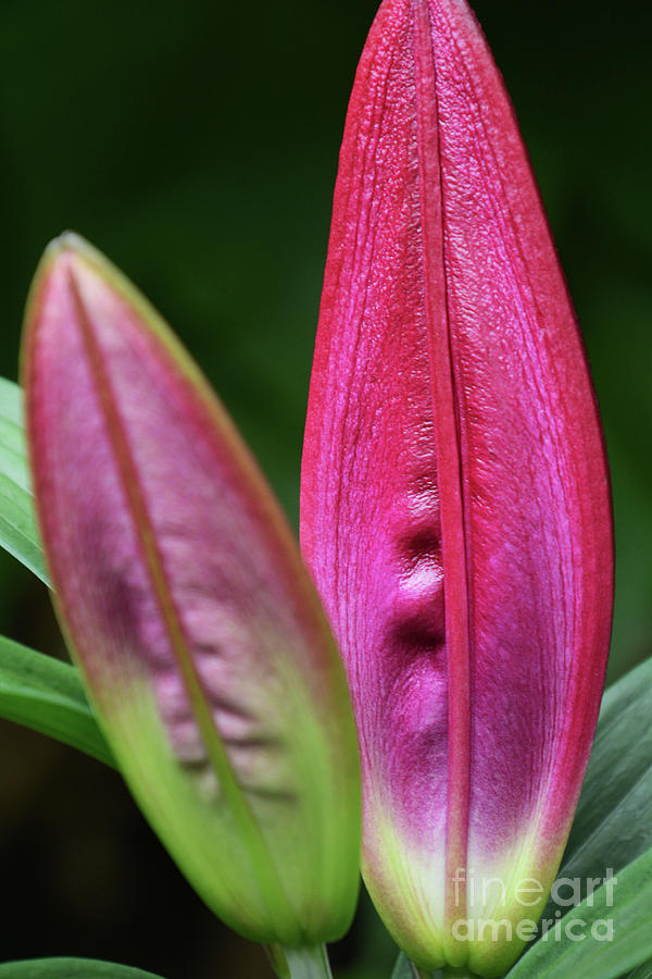 Lily Buds Photograph by Cindy Manero