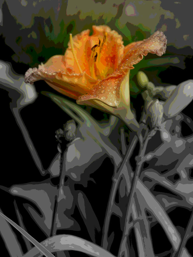 Lily By Day 2 Photograph By Paul Gavin - Fine Art America