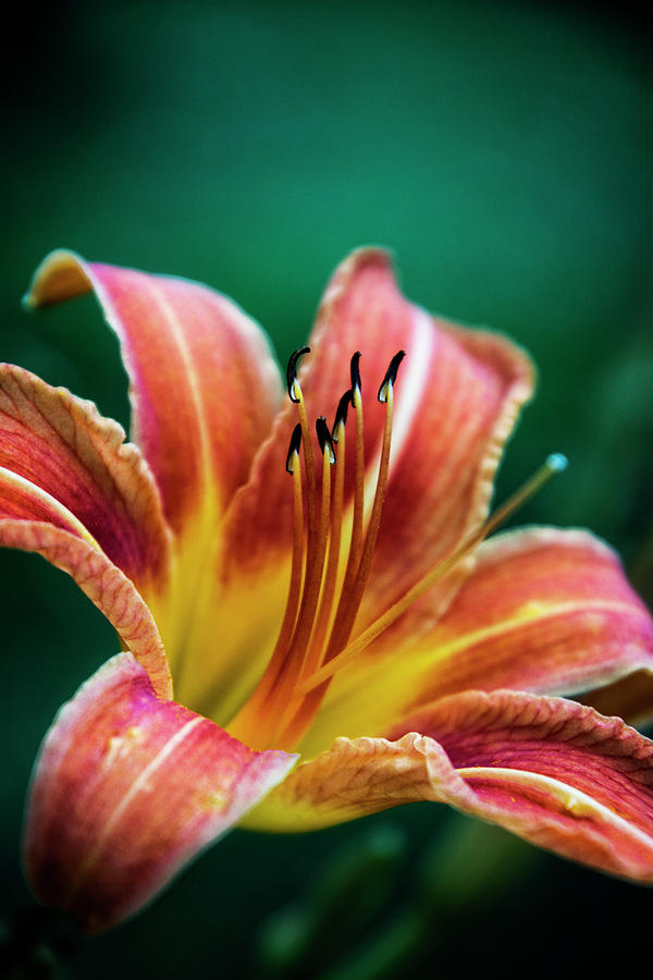 Lily Photograph - Lily by Greg and Chrystal Mimbs