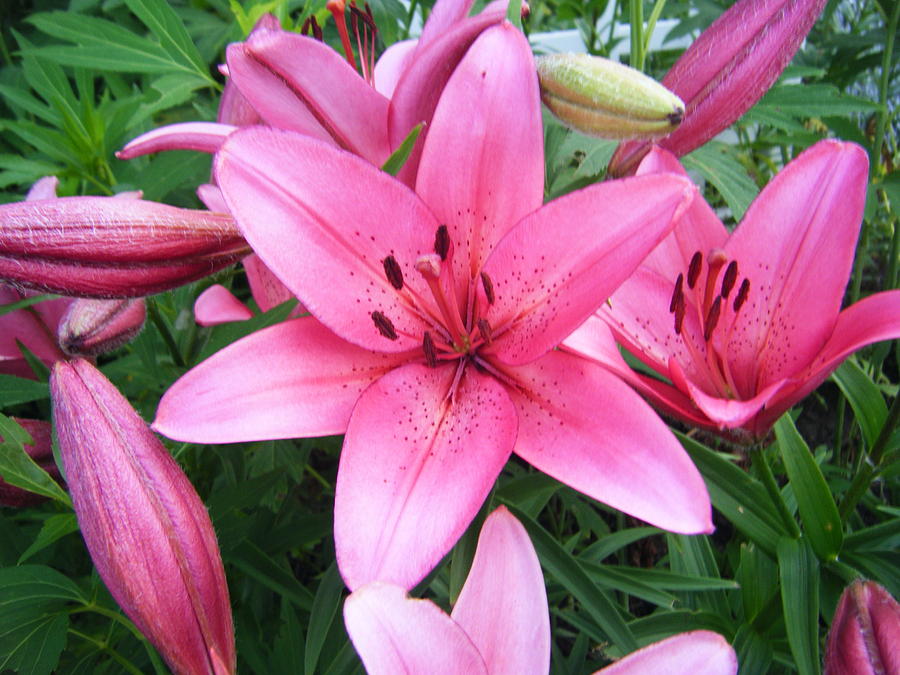 Lily Clusters Photograph by Elizabeth StClair - Fine Art America