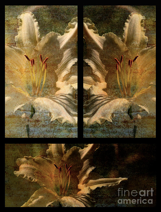 Lily Collage Photograph by Lois Bryan
