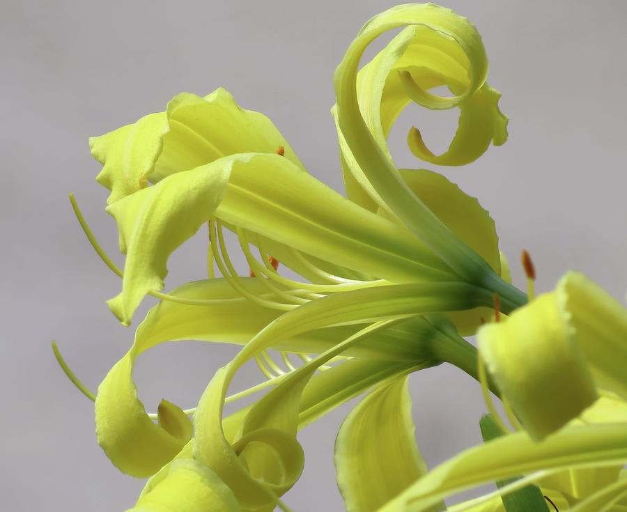 Lily Curls - Cropped - Daylily Photograph by MTBobbins Photography