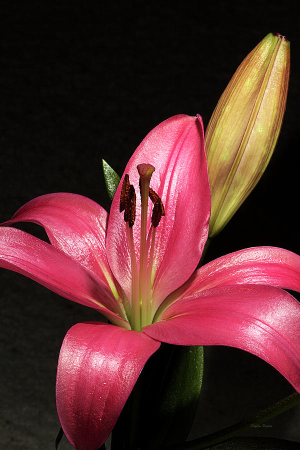 Lily Delight Photograph by Phyllis Denton
