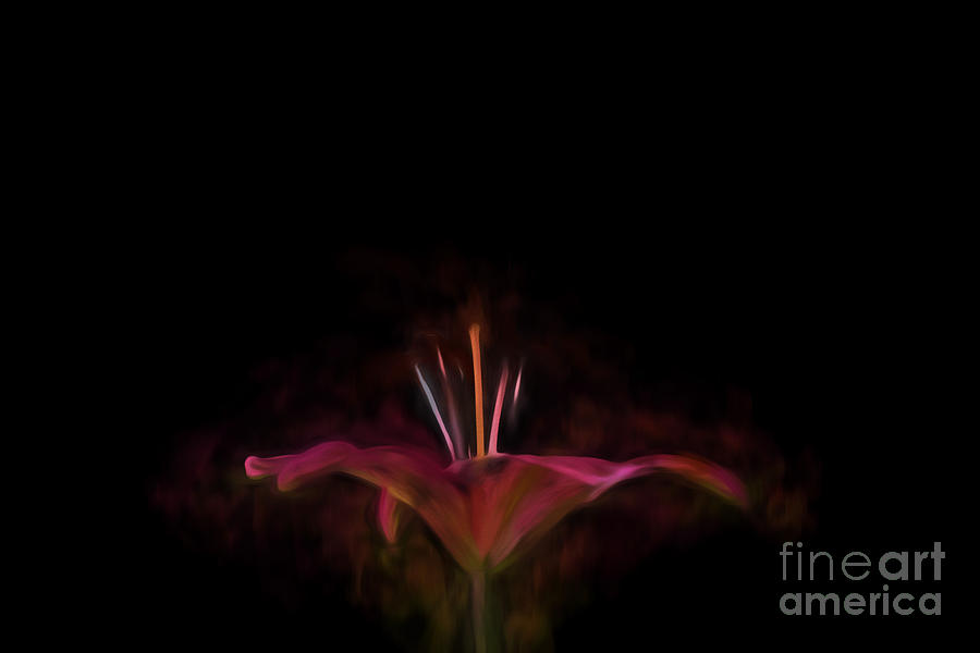 Lily Fire on Black Painting by Mim White