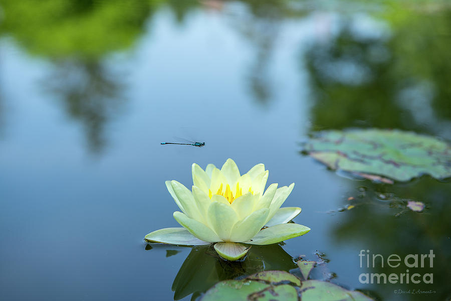 Lily Flower and Dragonfly Photograph by David Arment