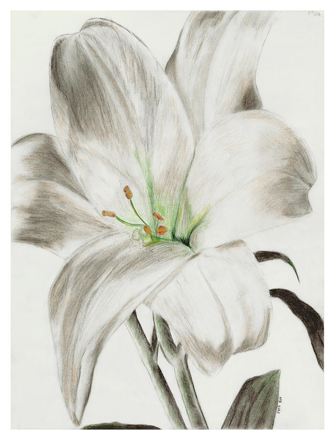 Lily flower, pencil drawing - Stock Illustration [96151067] - PIXTA