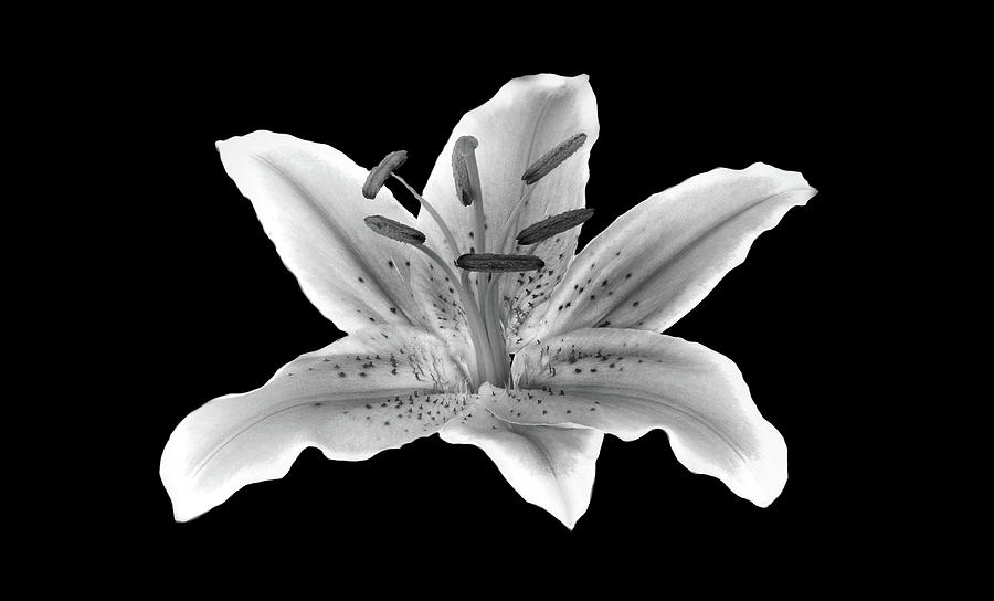 Lily flower in black and white Photograph by Lilia S