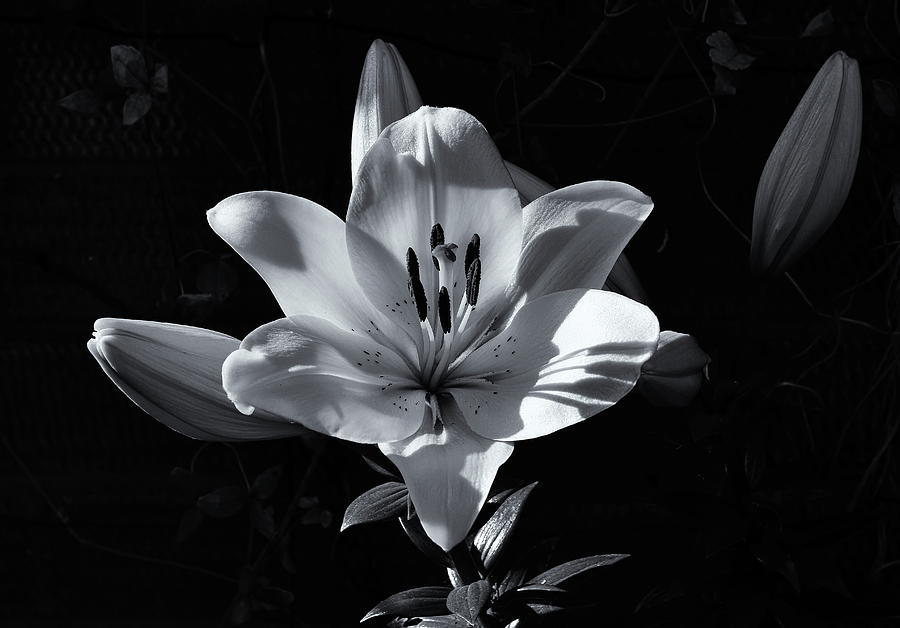 Lily Flower Monochrome Photograph