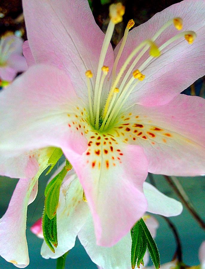 Lily Flower Photograph by Ydania Ogando - Fine Art America