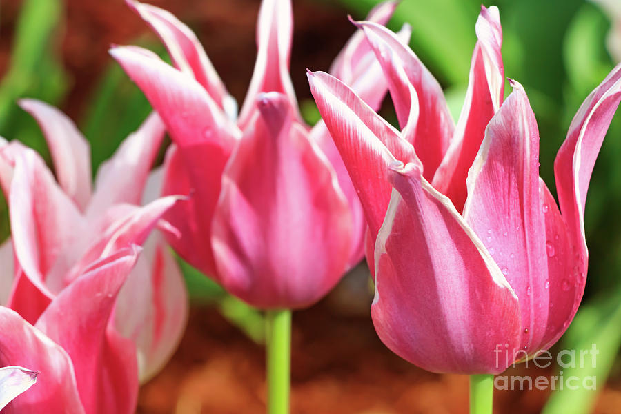 Lily Flowered Tulips Photograph