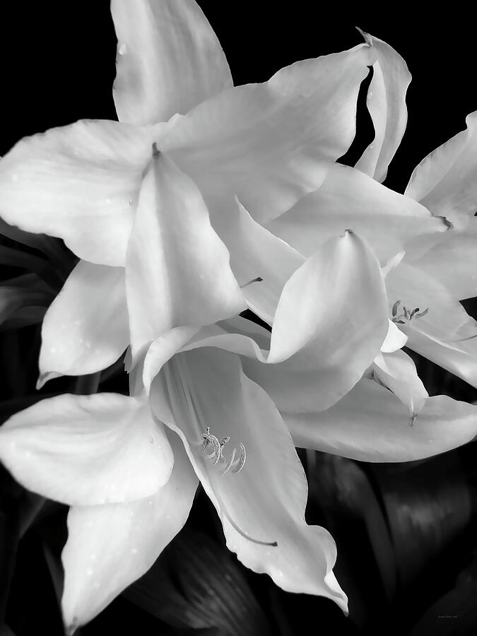 Lily Flowers Black and White Photograph by Jennie Marie Schell