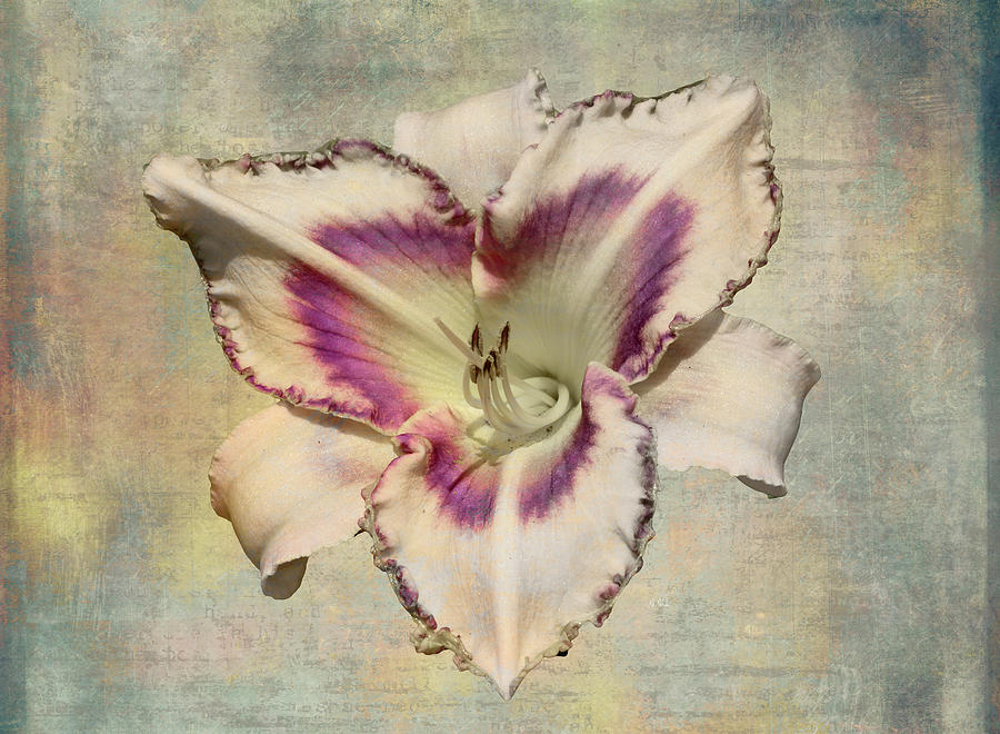 Lily Photograph - Lily for a Day by Angela Stanton