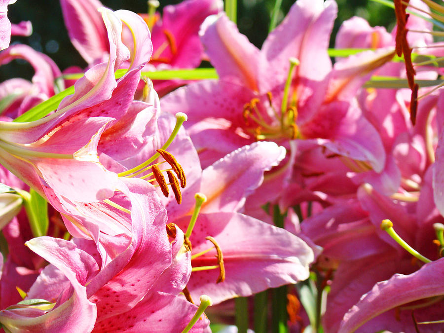 Lily Photograph - LILY GARDEN Floral Art Prints PINK LILIES Baslee Troutman by Patti Baslee