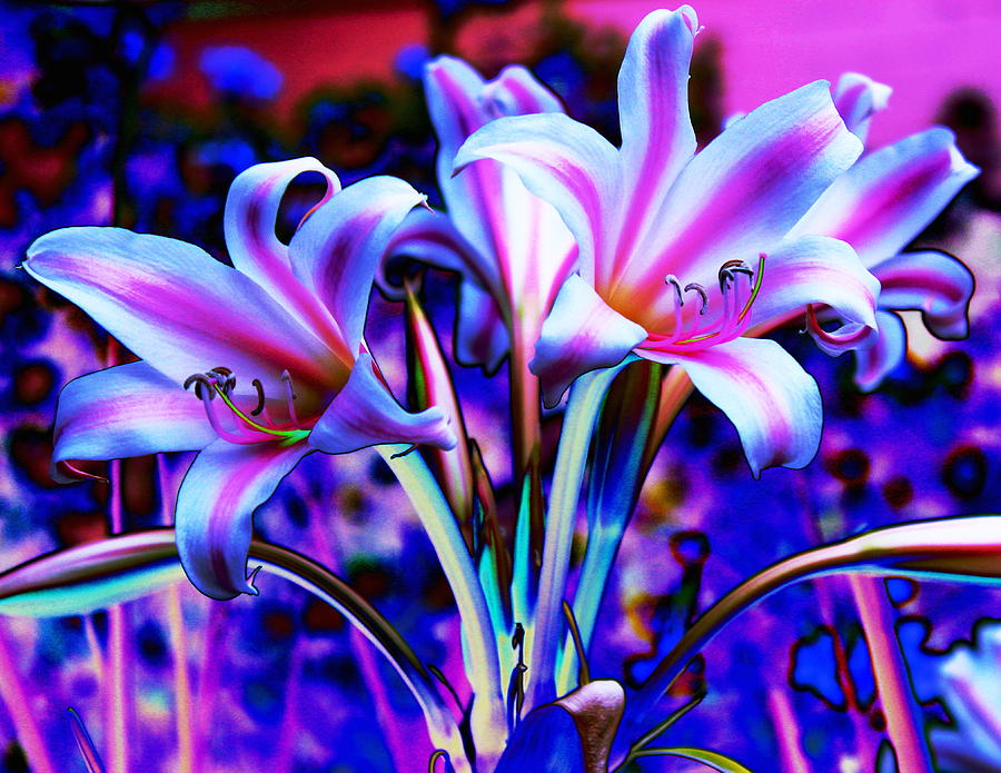 Lily Glow Abstract Photograph by M Diane Bonaparte