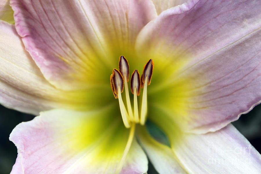 Lily Glow Photograph by Cathy Beharriell
