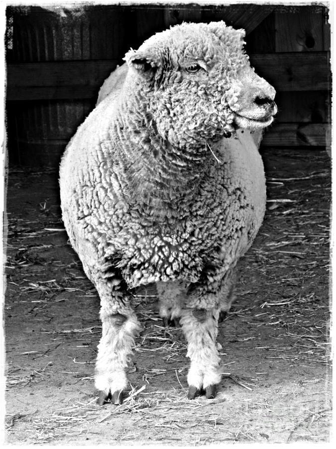 Sheep Photograph - Lily grayscale by Sarah Loft