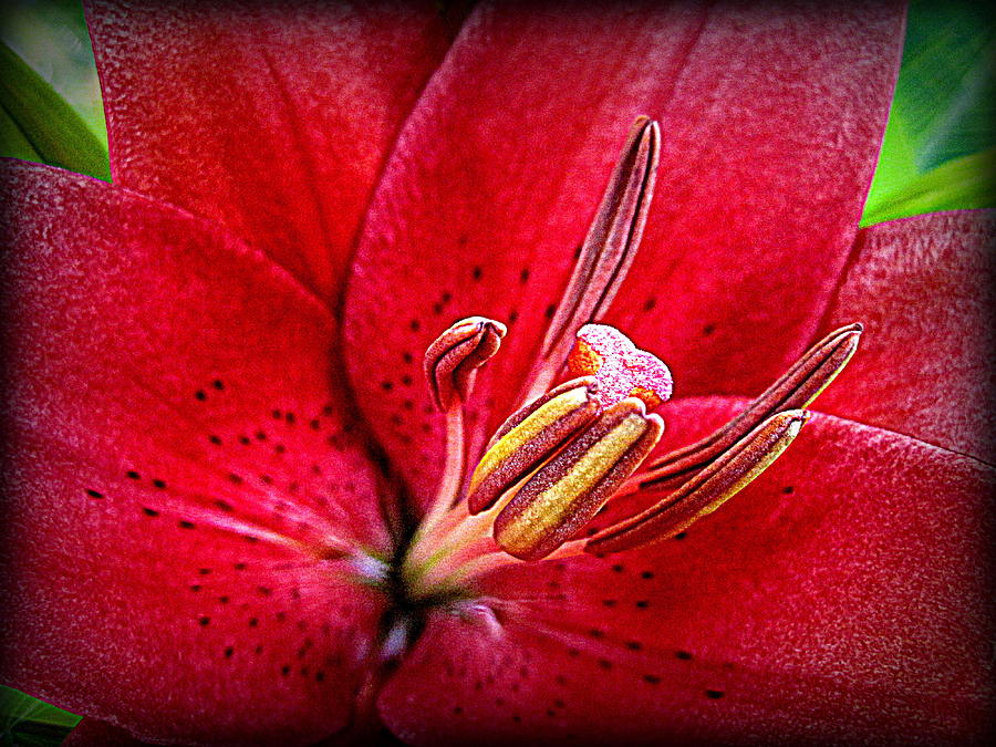 Lily Heart Digital Art by Bonita Brandt - Fine Art America