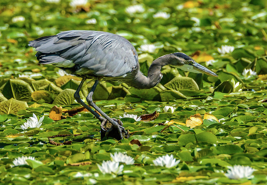 Lily Heron Photograph by Jerry Cahill
