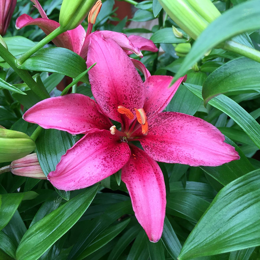 Lily II Photograph by James Pinkerton - Fine Art America