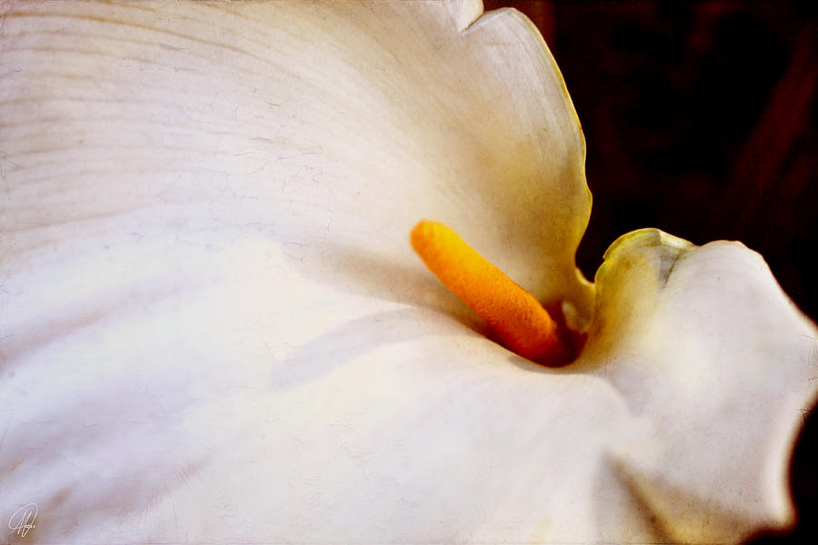 Lily II Photograph by Margaret Hormann Bfa