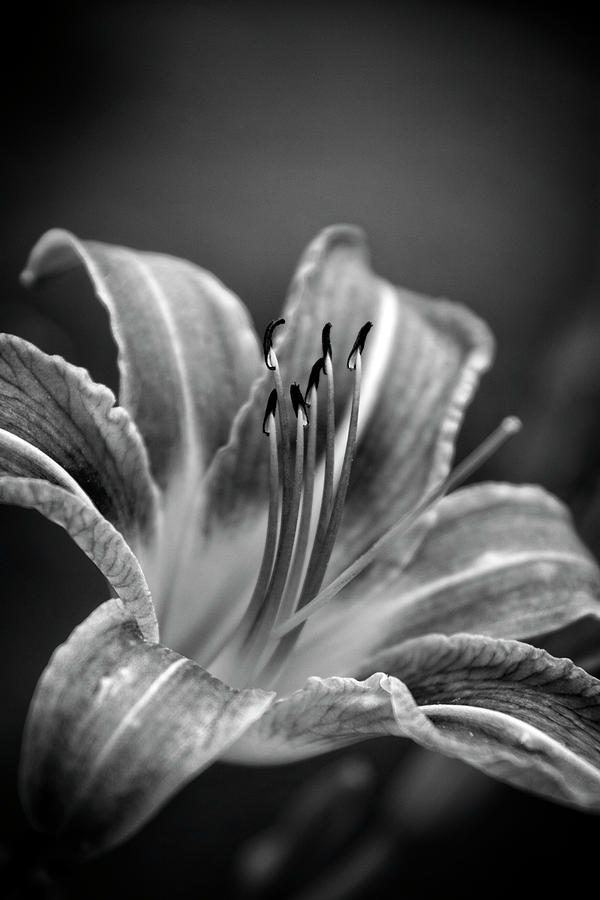 Lily In Black and White Photograph by Greg and Chrystal Mimbs