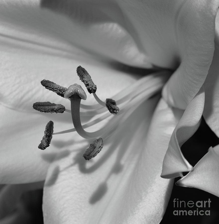 Lily in Black and White  Photograph by Cindy Manero