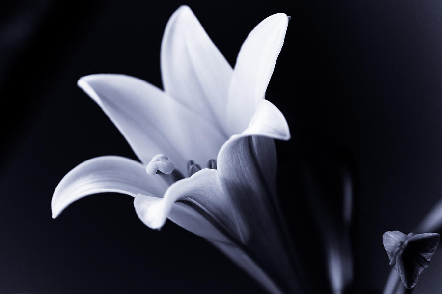 Lily in Black and White Photograph by Edward Myers