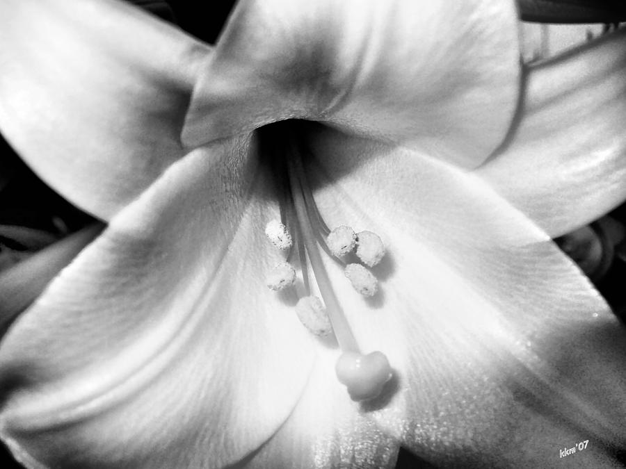 Lily In Black And White Photograph by Kathy K McClellan