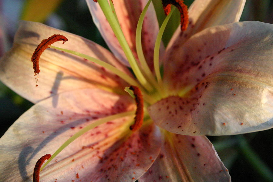 Lily Photograph - Lily in Bloom by Jennifer Firak