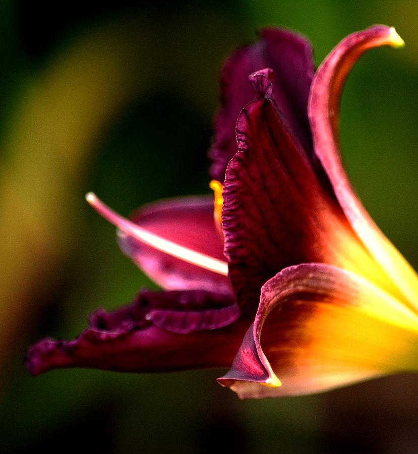 Lily in Maroon and Gold Photograph by Karen Majkrzak - Fine Art America