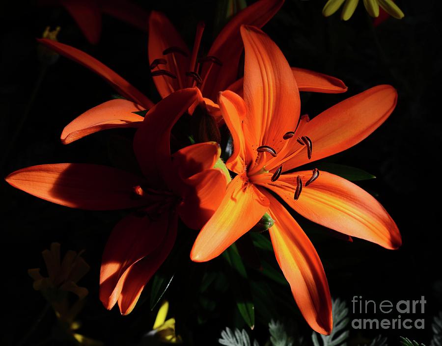 Lily in Orange Photograph by Cindy Manero