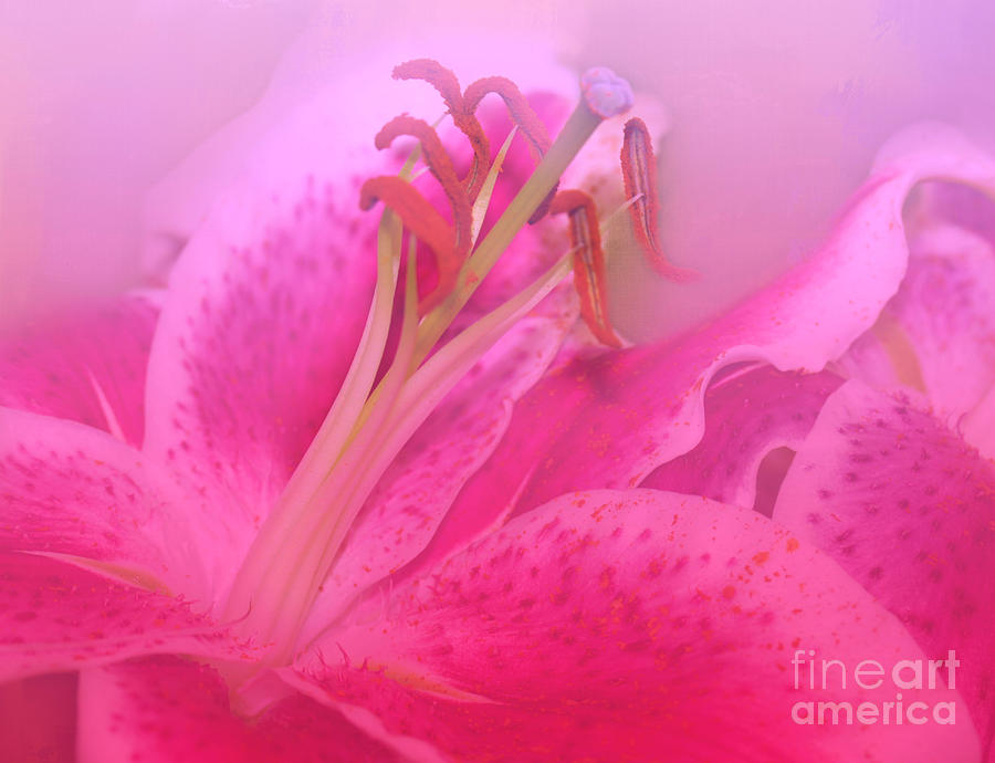 Lily Photograph - Lily in Pink by Judi Bagwell