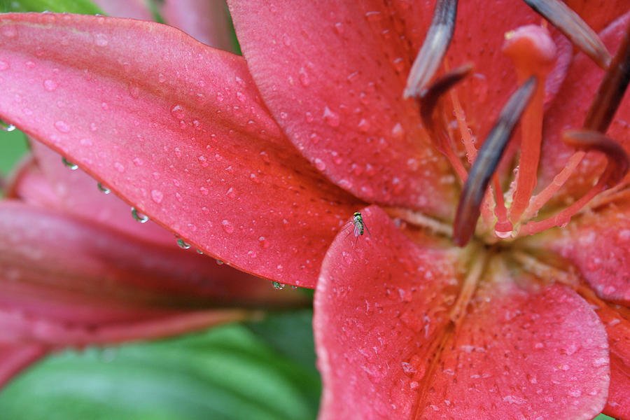 Lily In Rain Painting by Jessica Pope - Fine Art America