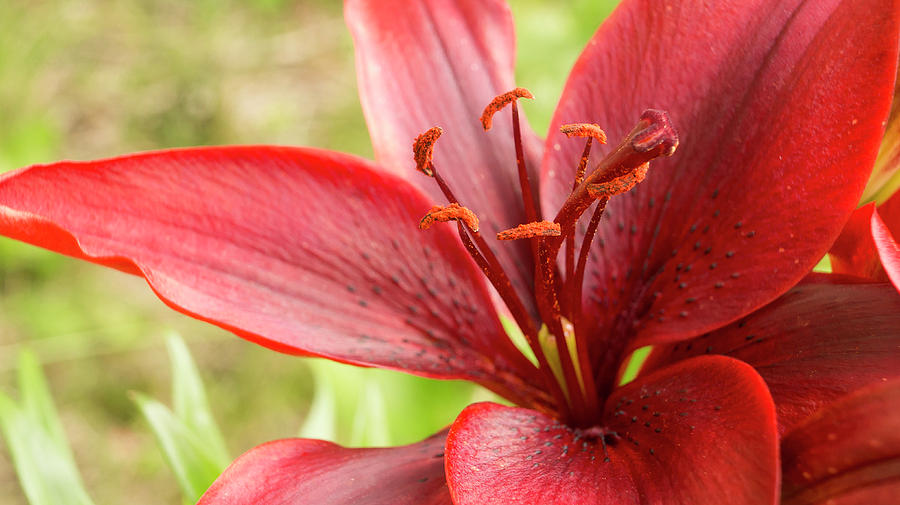 Lily In Red. Photograph