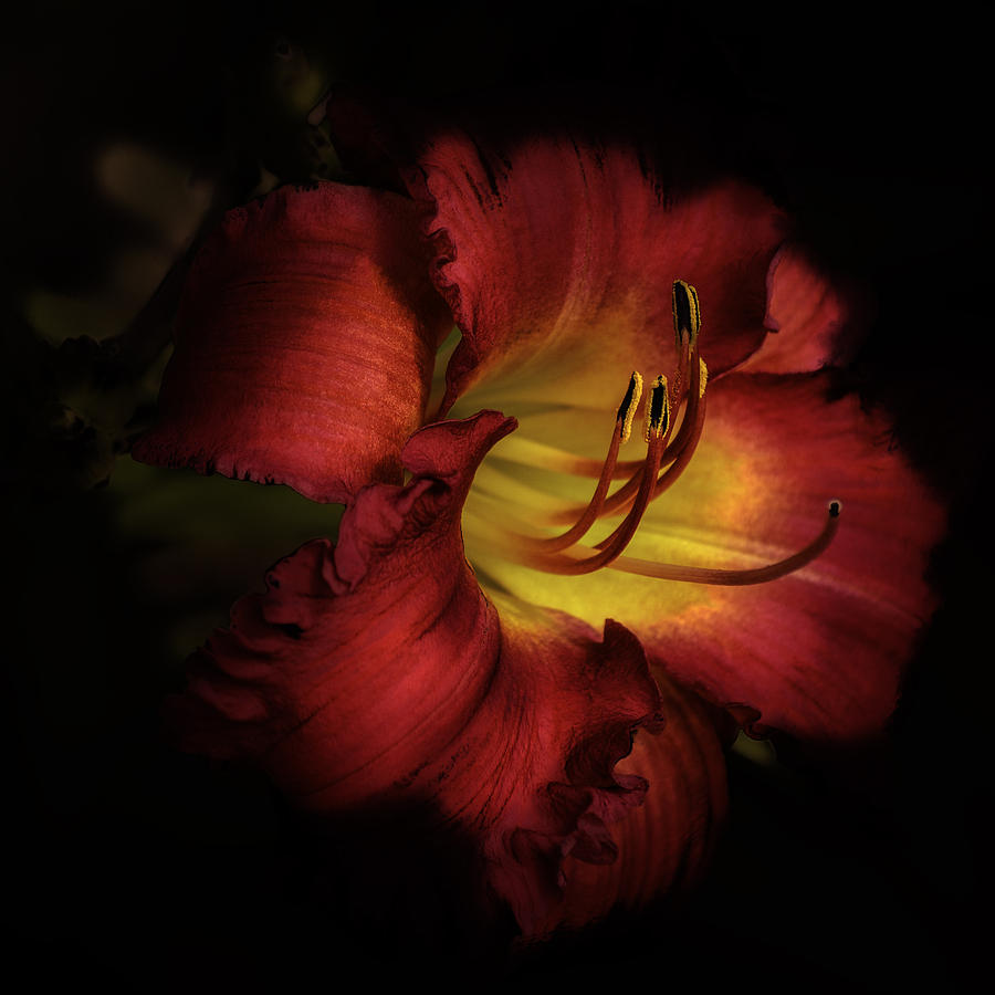 Lily Photograph - Lily in Red by Julie Palencia