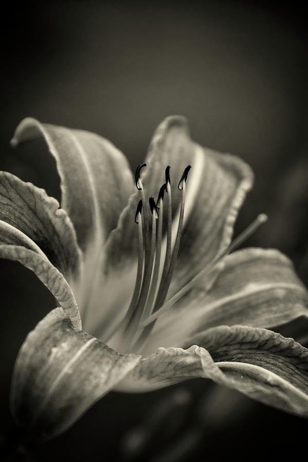 Lily Photograph - Lily In Sepia by Greg and Chrystal Mimbs