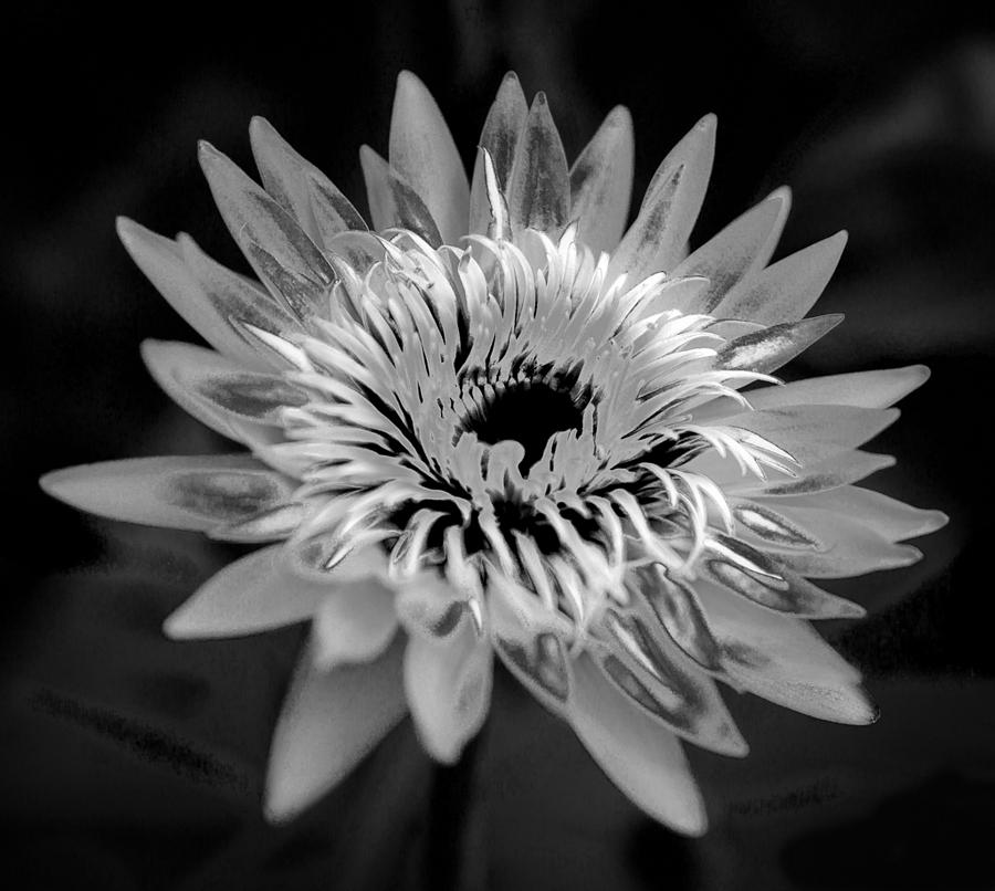 Lily in the Black Photograph by Darby Donaho - Fine Art America