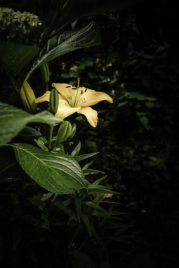 Lily In The Garden Of Shadows Photograph