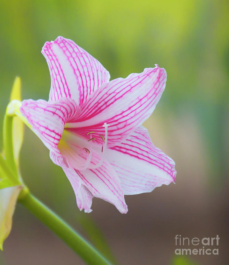 Lily In The Garden Photograph